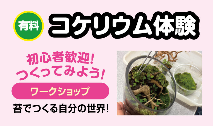 コケリウム体験ワークショップ