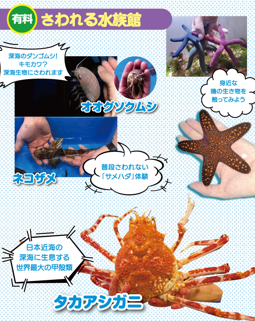 さわれる水族館 新潟レプタイルズワールド
